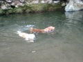 Golden Retriever (Jack, Logan, Giorgio) nadando en río - Video 1