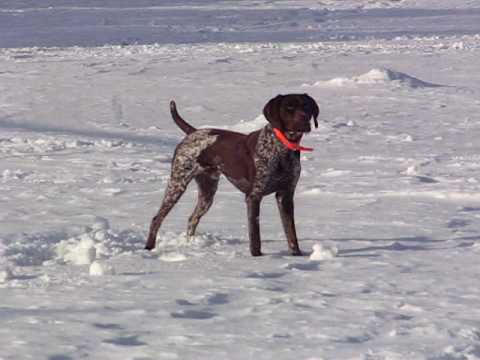 Monster Designs Short Hair Newfoundland
