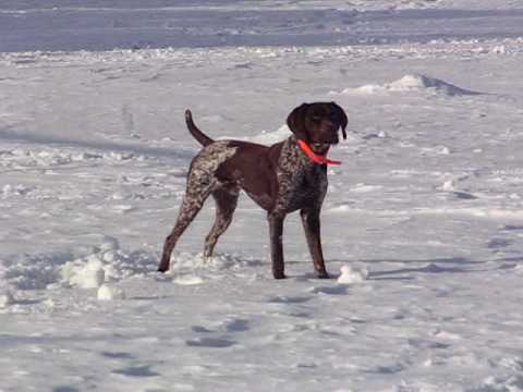 My German Short Hair Pointer "Arrow".