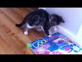 Kitten Attack