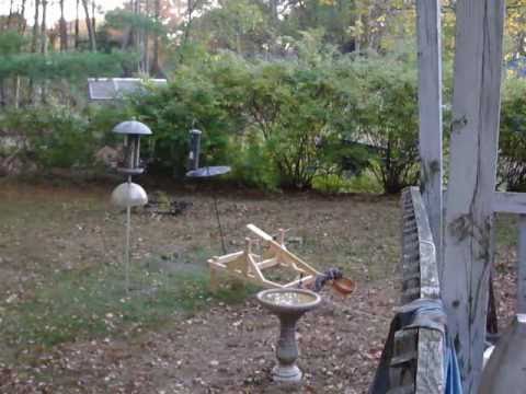 squirrel catapult compilation
