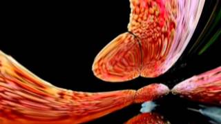 Watch Coil Rosa Decidua video