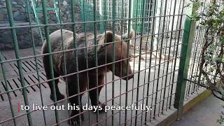 Suzana and Bruno: two of Croatia's #Saddestbears | FOUR PAWS | www.four-paws.org