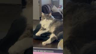 I Told My Cat A Joke