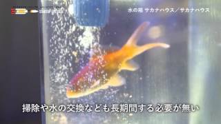 水の箱サカナハウス