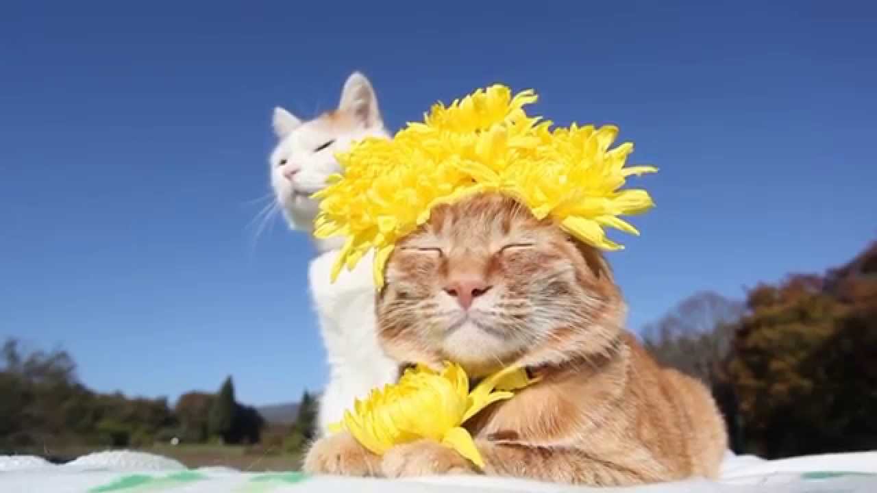 のせ猫 x 食用菊 Chrysanthemum flowers and cat  YouTube