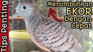 Cara Cepat Menumbuhkan Ekor Perkutut