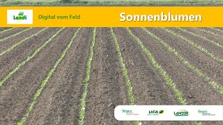 Landi Digital vom Feld: Sonnenblumen (April 2020)
