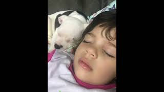 Nanny Dog Staffbull Staffy