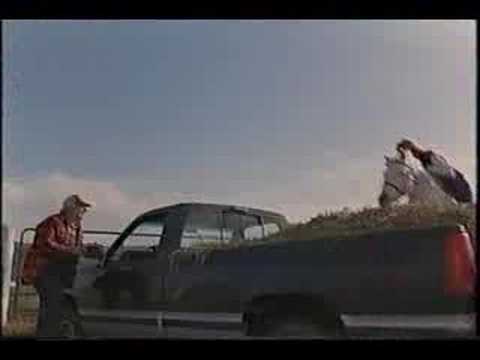 Horse Jumping over aTruck horses jumping over fences. Horse Jumping over aTruck