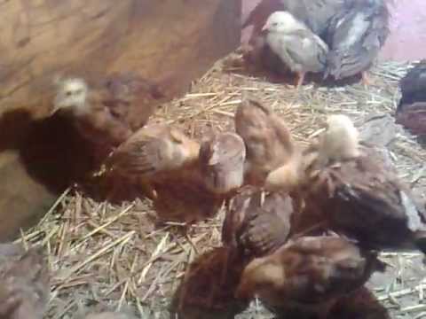 Gallos+Hatch+Gavilan+Ala+Venta Gallos Hatch Gavilan Ala Venta http://wn.com/pelea_de_giro_leiper