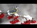 06.12.2015 Явленная Божья мудрость (Притчи 25:1–13) 06.12.2015 Явленная Божья мудрость (Притчи 25:1–13)