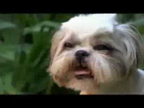 shih tzu dogs 101 dogs 101 shih tzu shih tzu dogs 101 dogs 101 shih tzu