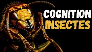 Les Insectes Sont-Ils Intelligents ? Selon La Science