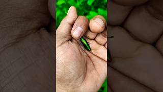 It Is The Smaller Shiny Jewel Beetle Part 2