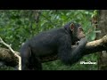 Chimpanzee - Oscar's Chimp Diaries Part 2 | HD