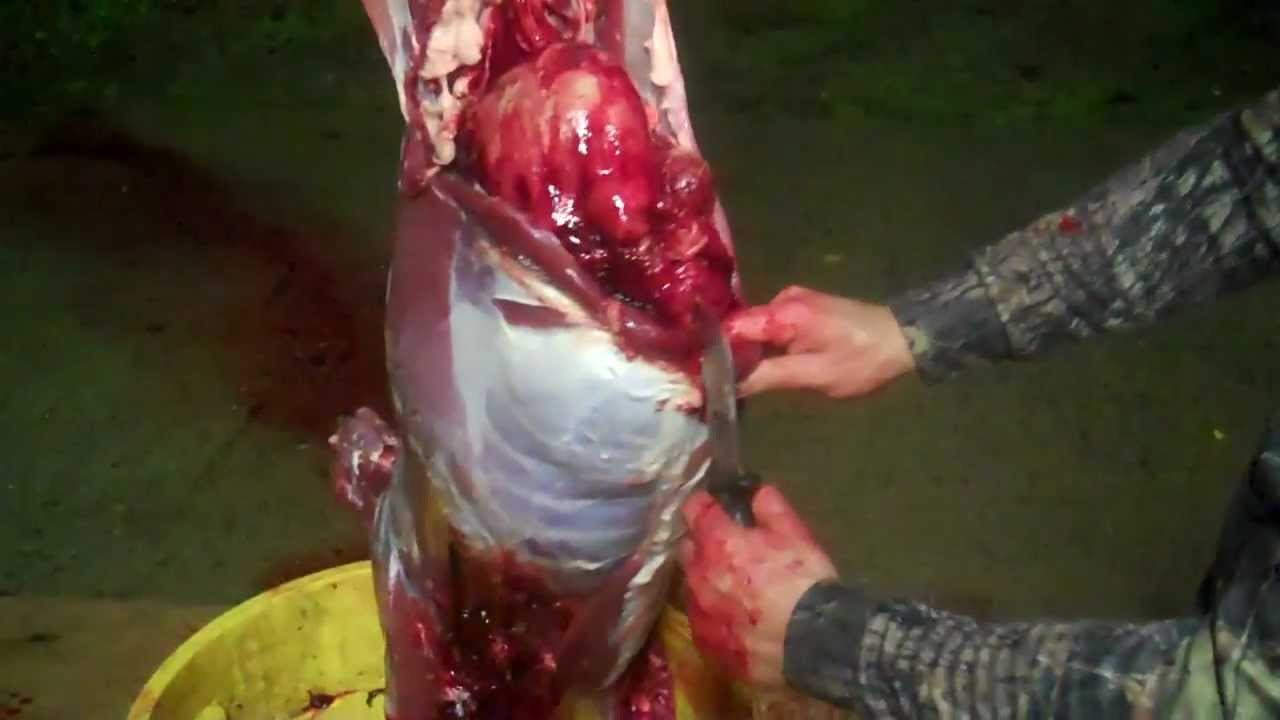 How to Gut and Clean a Whitetail Deer? - YouTube