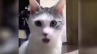 Funny Cat Videos #126