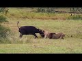 Dramatic Hunt: Lions Vs Buffalo Cow & Newborn Calf