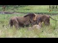 Dramatic Lion Hunt Lions Stalk And Kill Buffalo Cow Newborn images Dramatic Lion Hunt Lions Stalk And Kill Buffalo Cow Newborn