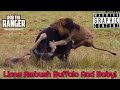 Dramatic Lion Hunt: Lions Stalk And Kill Buffalo Cow & Newborn Calf !!