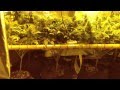Medical Marijuana 2x4 Scrog Grow tent - Day 41 Flowering