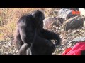 Kanzi The Bonobo Makes A Campfire