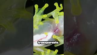Les Animaux Les Plus Transparent Au Monde Tu Ny Croiras Pas