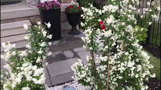 Philadelphus Snowbelle Beautiful White Flowers In My Garden