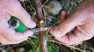 Vite.innesto A Chip Budding