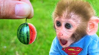 Monkey Baby Bon Bon Eats Watermelon With Puppy And Swims With Ducklings At The Pool