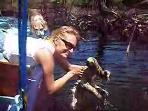 Swimming Sloth