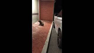 Koala Walks Into an Adelaide Restaurant