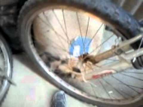 GATOS ESTUPIDOS COM gatos estupidos com: