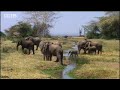In Search Of Virgo Elephant Endangered Animals Bbc Wildlife In Search Of Virgo Elephant Endangered Animals Bbc Wildlife