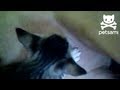 Dog breastfeeding cute kitten