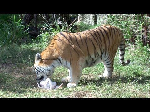 Tigers and Turkeys: A Love Story....