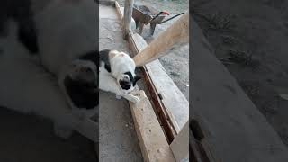 Pishi Pisi...