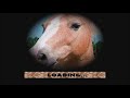 Wild Horse Simulator - Compatible with iPhone, iPad, and iPod touch   iPhone 5.