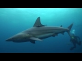 Sharks of South Africa Sharks of South Africa