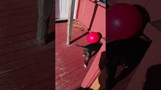 Molly, The Bull Terrier Playing With Her Ball On Beautiful Spring Day