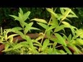 How to Grow Herbs in Small Spaces | At Home With P. Allen Smith