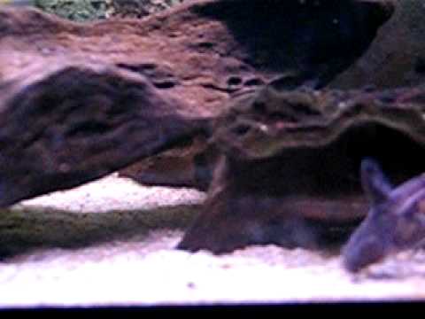 Header of Amblydoras nauticus