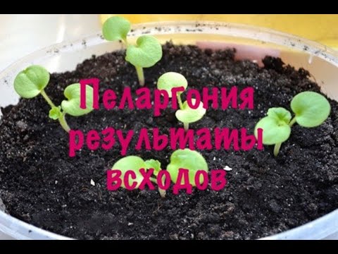 Когда сажать семена винограда на рассаду 64