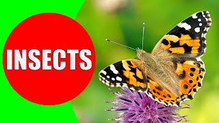 INSECTS FOR KIDS Learning – Insect Names and Sounds for Children, Toddlers, Kind