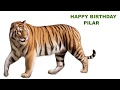 Pilar Animals & Animales Pilar Animals & Animales