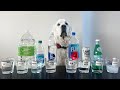 DOG TESTS WATER: TAP, FIJI, SPARKLING, THICK?! - Super Cooper Sunday 339