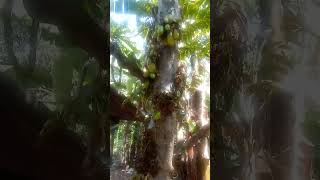Bilimbi