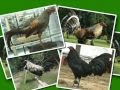 Gallos de Pelea su Historia y Algunas Fotos