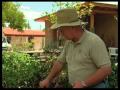 How To Identify Garden Problems With Tomato Plants